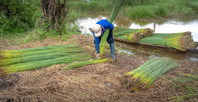 Farmer Working Near A Murky Marsh