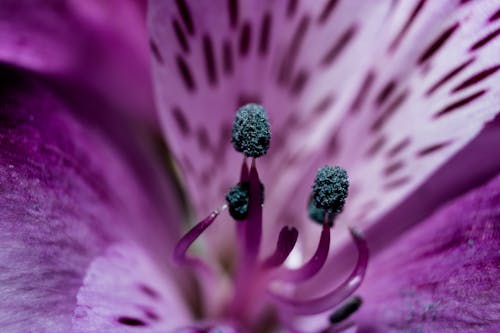 Botão De Flor Azul