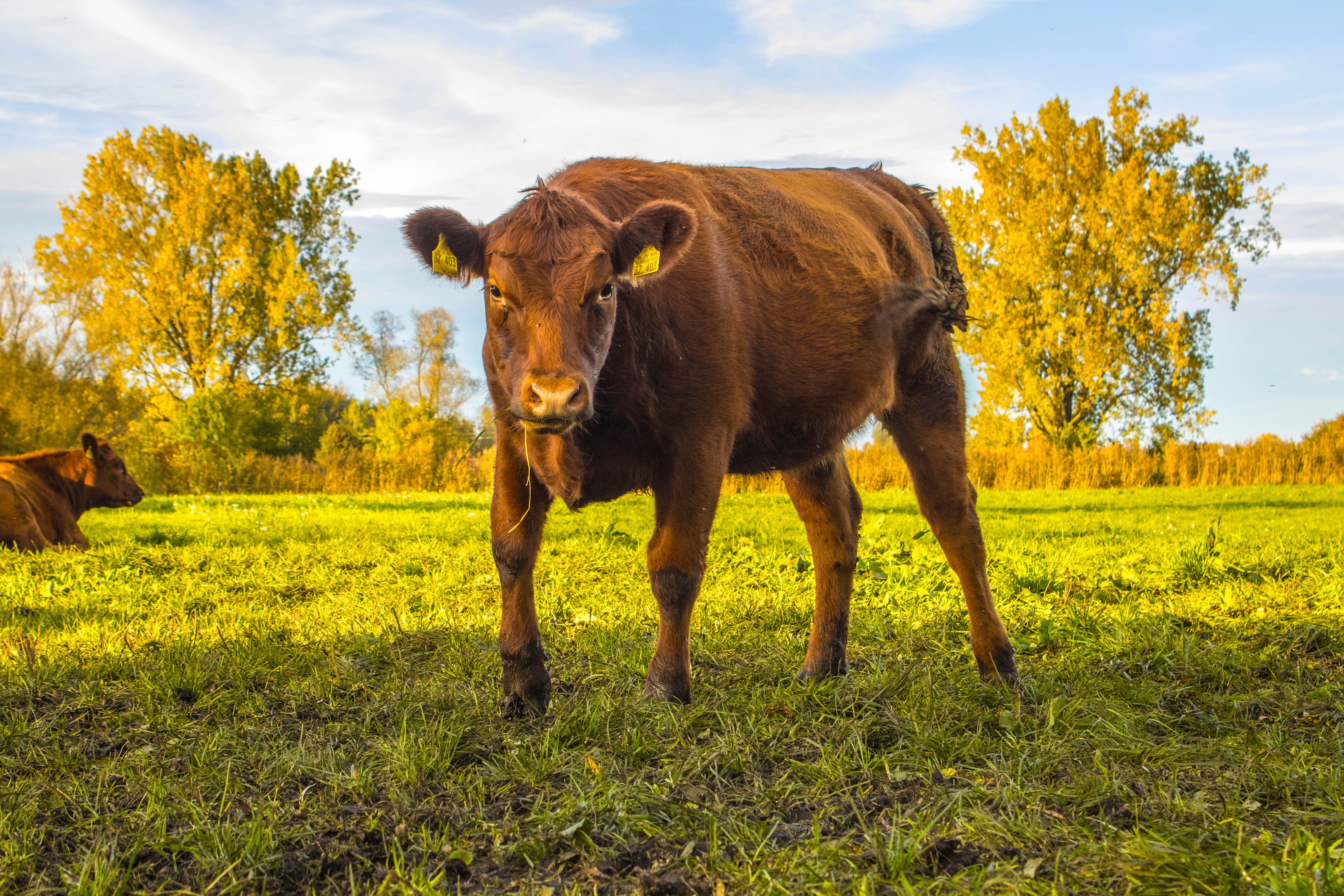 Brown Cow on Green Grass Field · Free Stock Photo