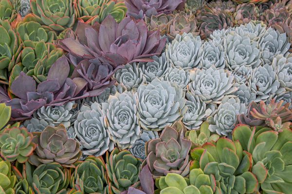 Softscape planting