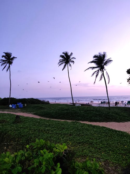 Palm Trees on Grass Field