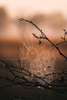 A close-up of a dewy spider web on branches, evoking a misty autumn morning.