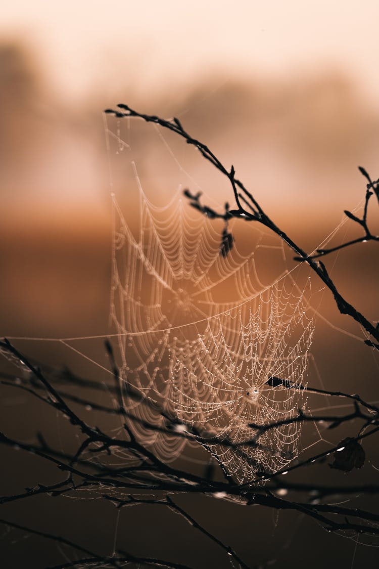 Spider Web On Brown Tree Branch During Sunset