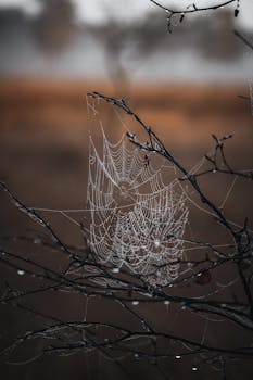 Close-up of a spiderweb covered in dew on a branch during an autumn morning.
