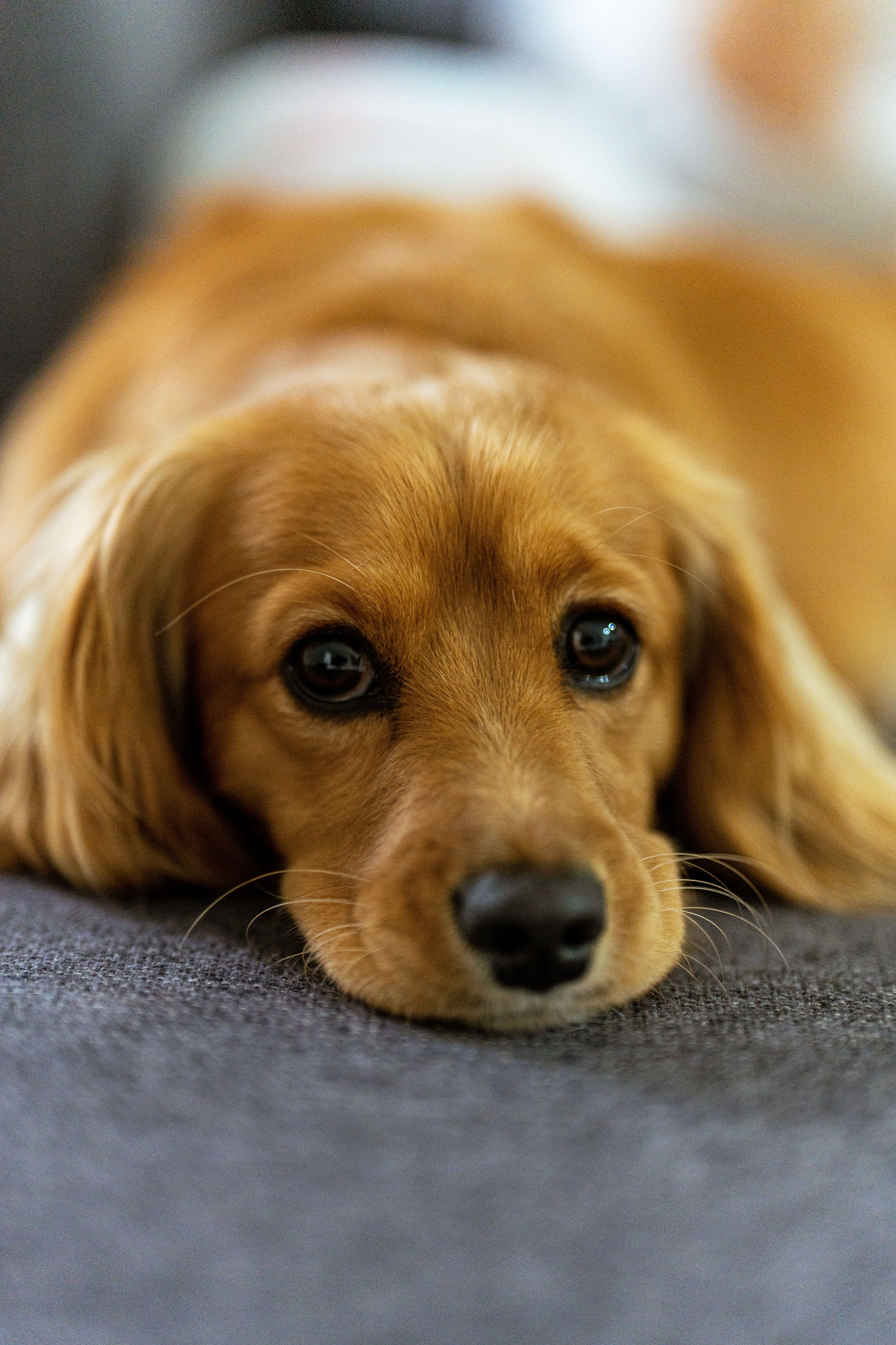 Cute Dog Laying on the Bed · Free Stock Photo