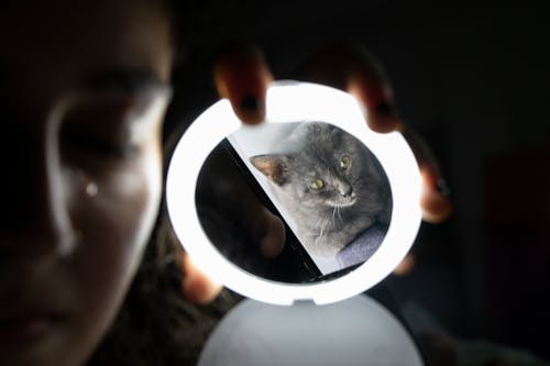 Gratis stockfoto met kat, reflectie, spiegel