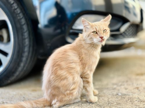 Free Cat Stock Photo