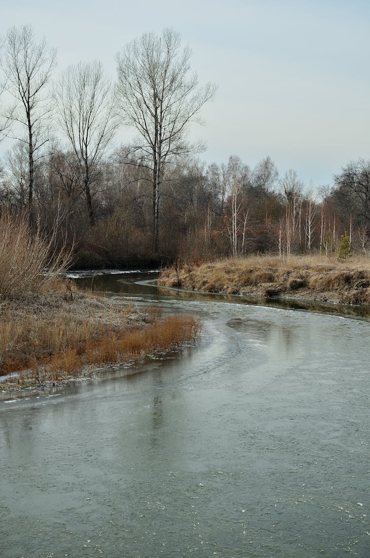 Trees By A River In Winter