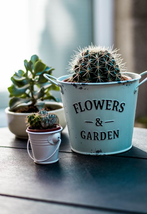 Three Variety of Succulent Plants in White Pots  Free Stock Photo