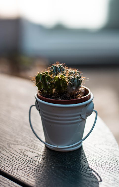 桶上的绿色仙人掌植物的特写摄影