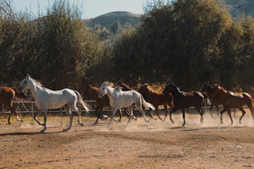 Herd of Horses Running on Brown Field
