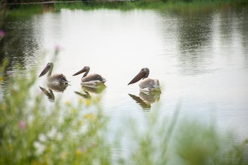 Kostenloses Stock Foto zu gras, pelikane, reflektierung