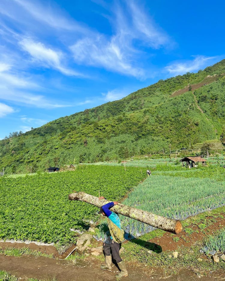 Person Carrying A Wooden Log On A Cropland Near Green Mountains