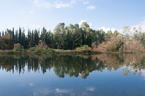 Calm Lake near Trees