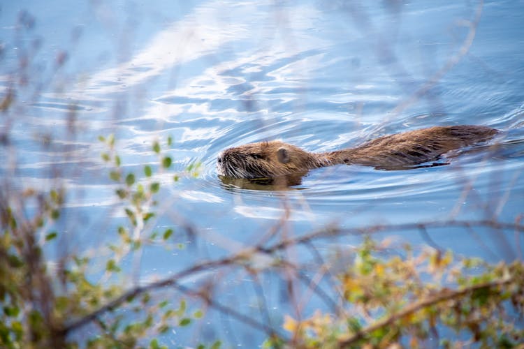 Beaver Swimming In A River 