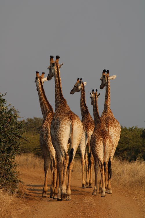 Giraffes Walking on Road