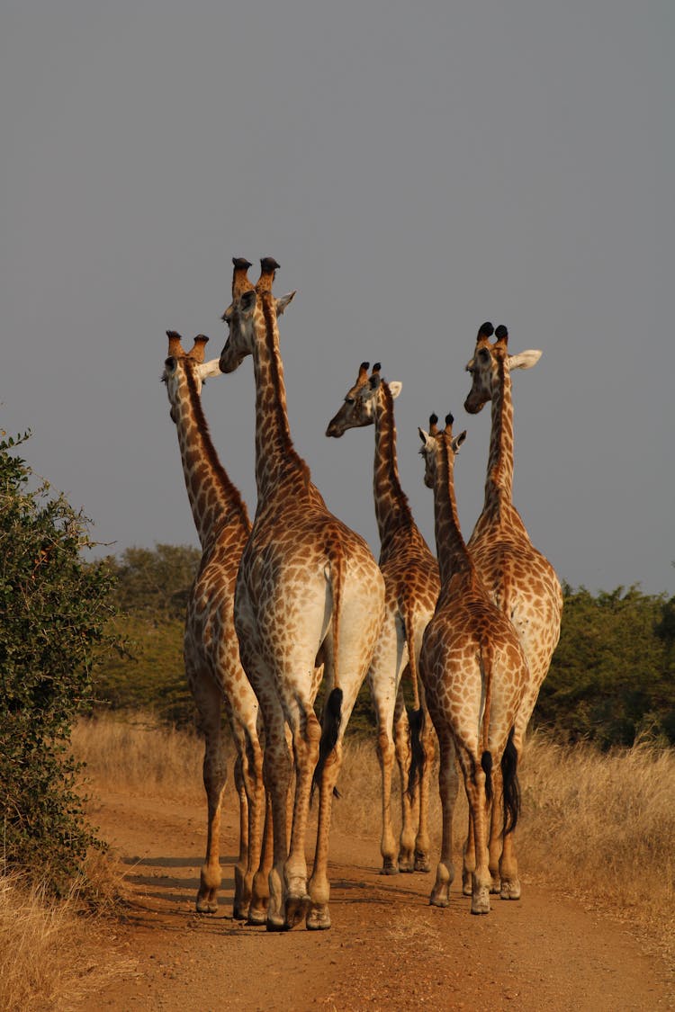 Giraffes Walking On Road