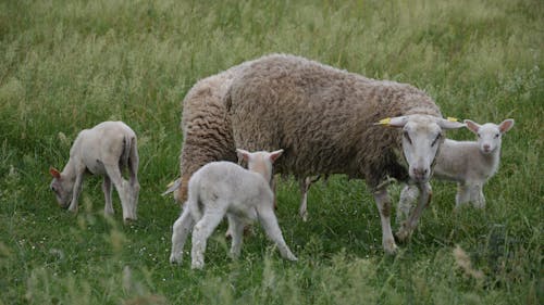 Sheep and Lambs in the Grass