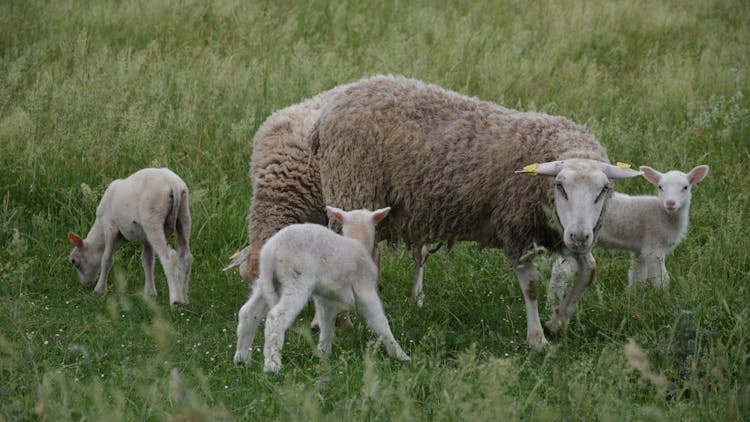 Sheep And Lambs In The Grass