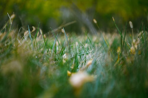 Close-up of the Green Grass on the Ground