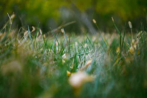 Free Close-up shot of vibrant green grass with blurred background. Perfect for nature themes. Stock Photo