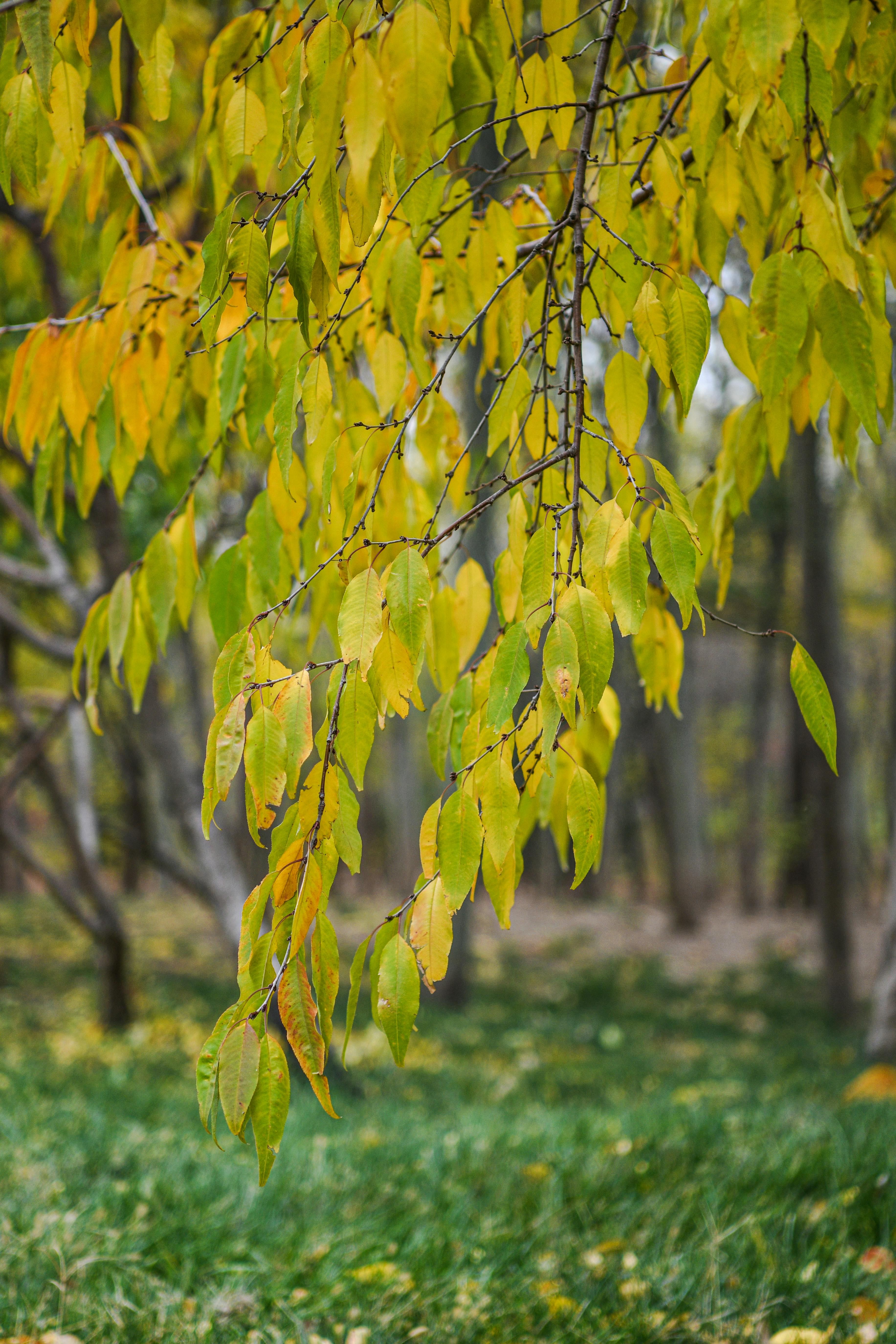 Vibrant yellow-green leaves hanging on a branch in an autumn forest setting.