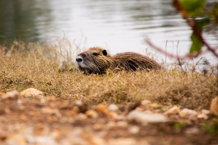 Beaver Sitting On River Bank In Nature