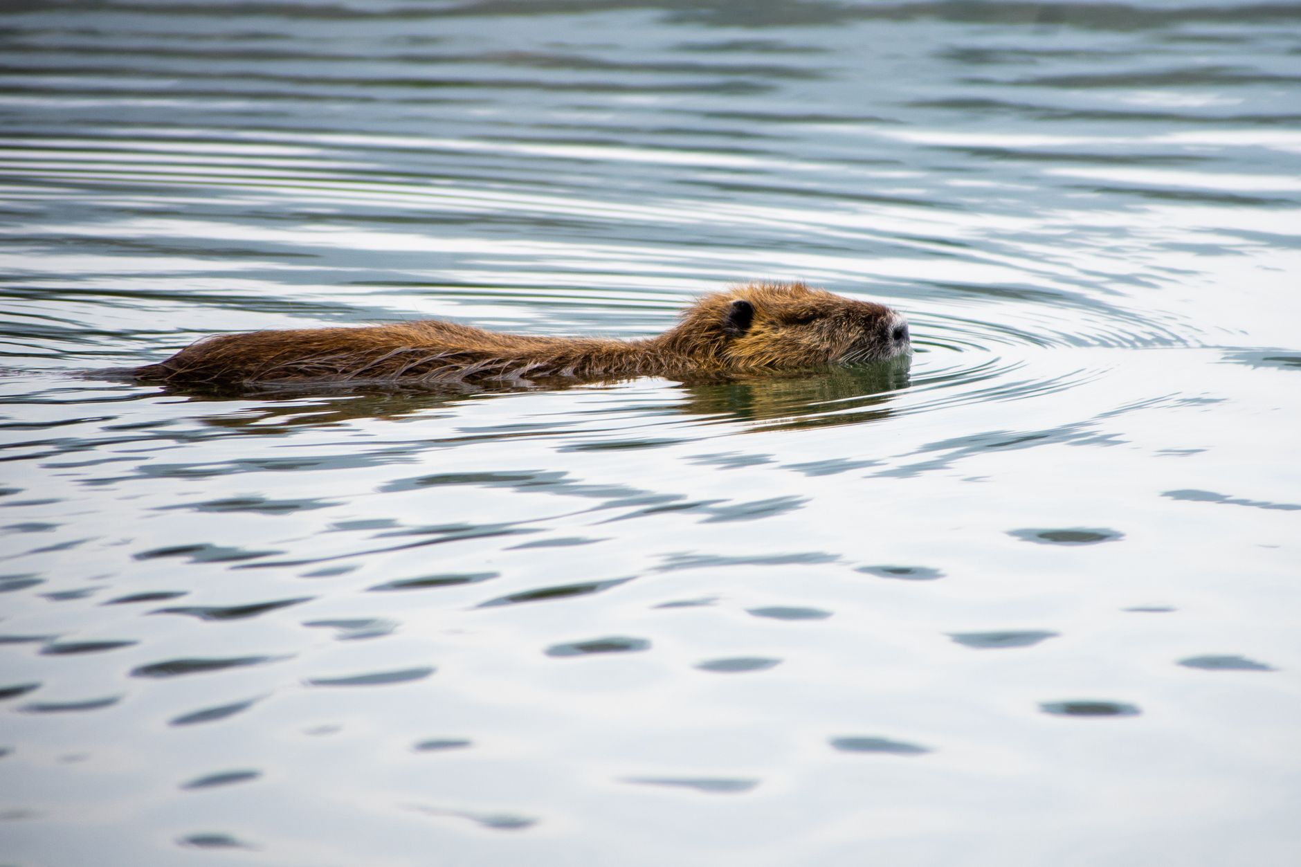 A beaver calmly swimming in a serene river, surrounded by gentle ripples.