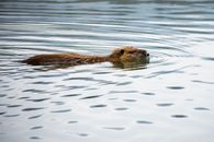 A beaver calmly swimming in a serene river, surrounded by gentle ripples.