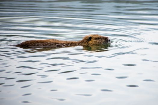 A beaver calmly swimming in a serene river, surrounded by gentle ripples.