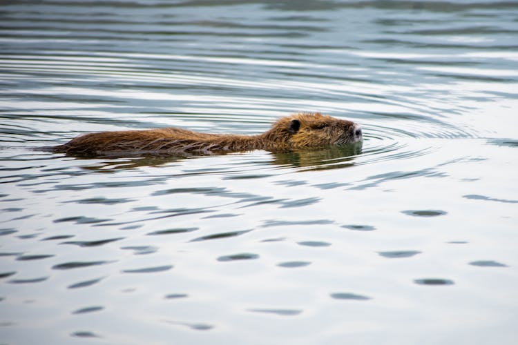 A Beaver In Water 