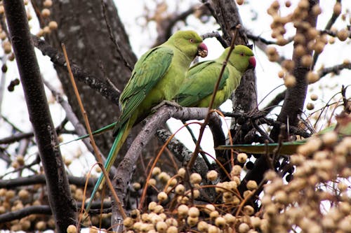 Two Green Parakeet Birds on Brown Tree Branch