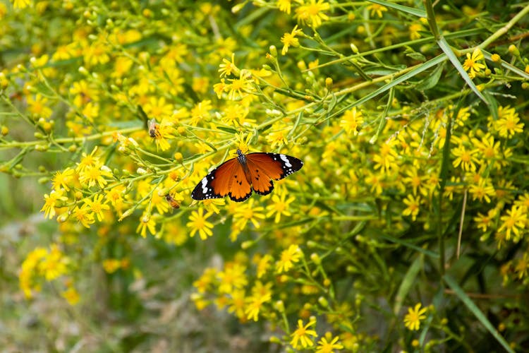 Butterfly On Yellow Flower