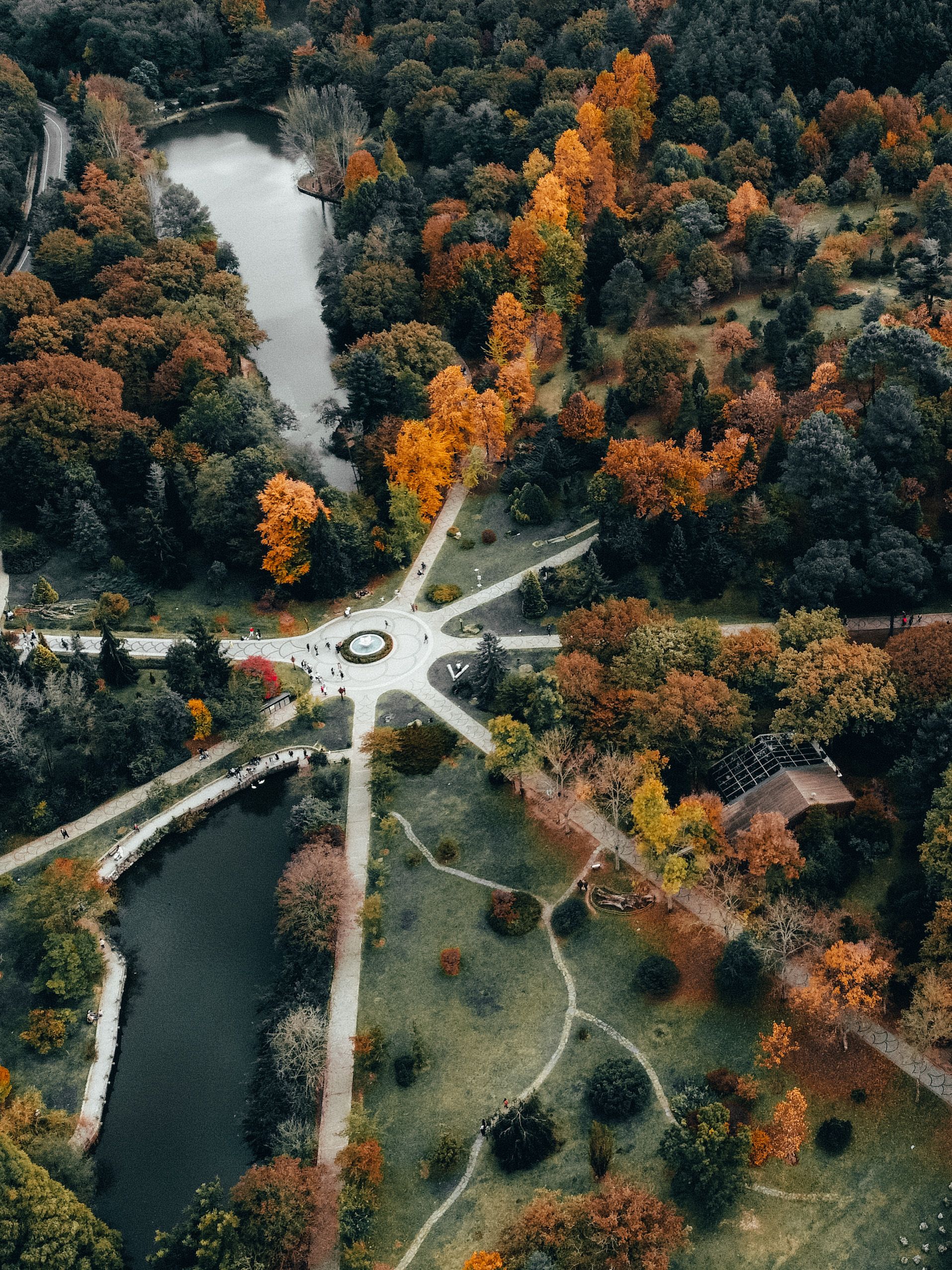 Aerial View of Green and Brown Trees · Free Stock Photo