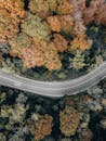Aerial View of Road Running through Autumn Forest