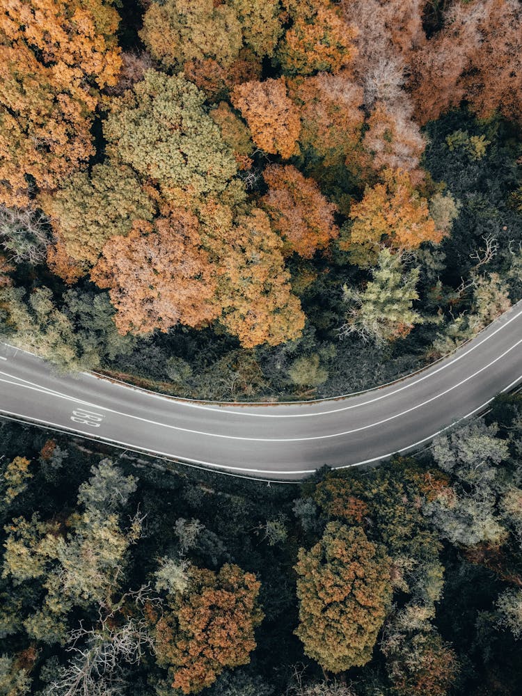 Aerial View Of Road Running Through Autumn Forest