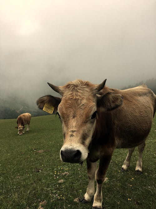 Cow on Field