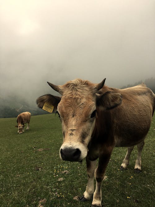 Gratis lagerfoto af bane, gård, græsgang