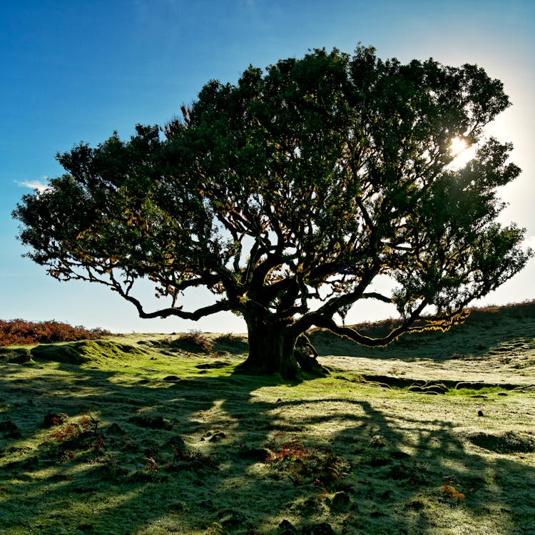 Large Tree On A Green Field 