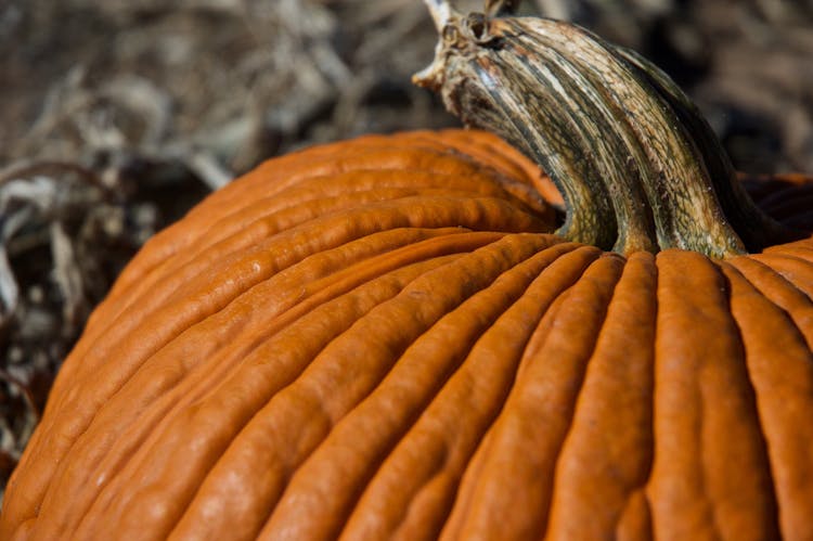 Pumpkin Top And Stem