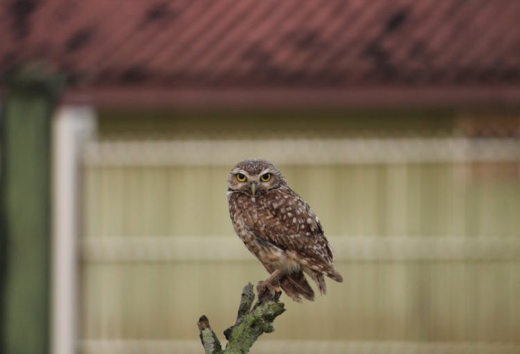 A Burrowing Owl Perched On A Branch