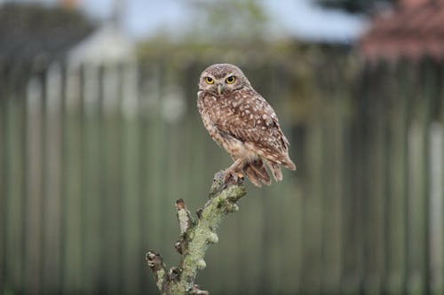 A Brown Owl Perched on Mossy Tree Branch