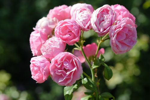 Free A close-up of blooming pink roses with lush green foliage, capturing the essence of spring. Stock Photo