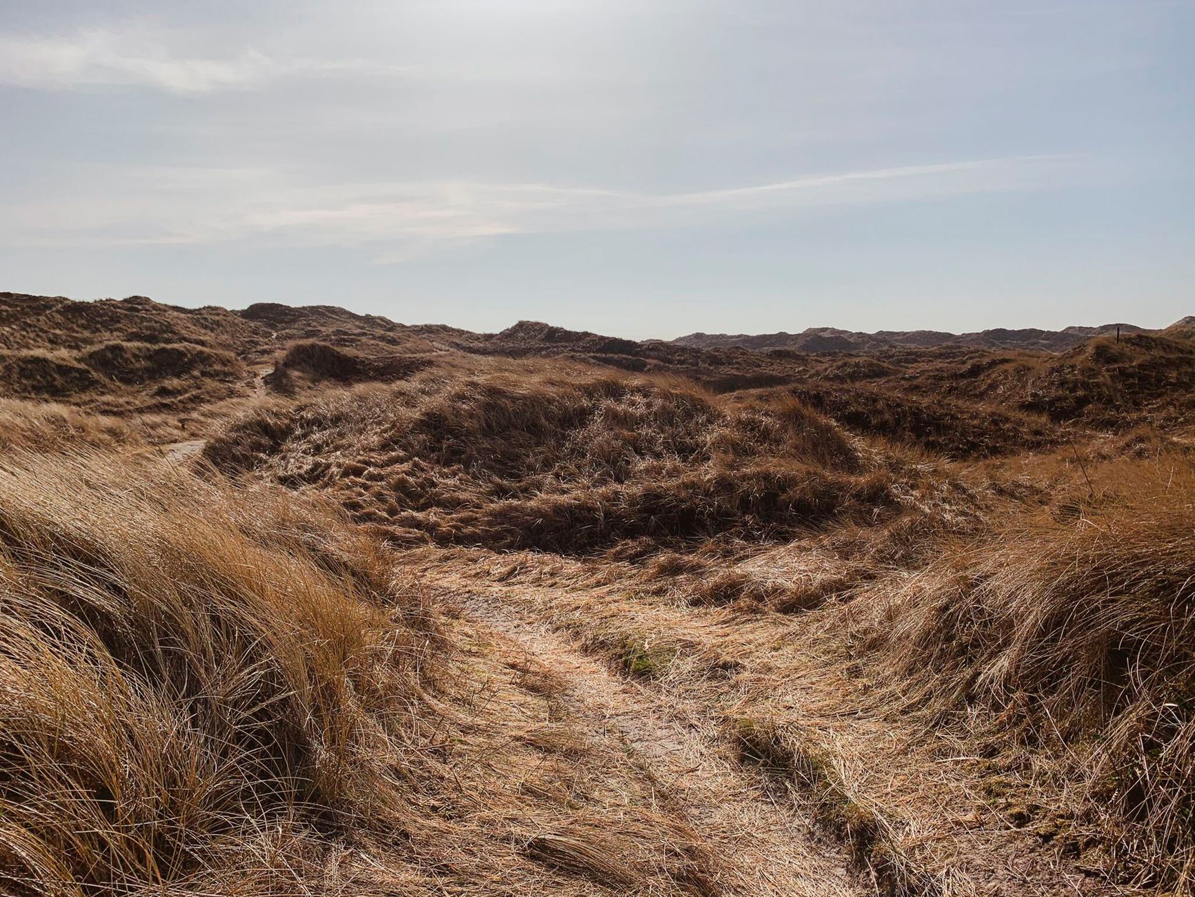 Extreme temperatuurverschillen in Kennemerduinen