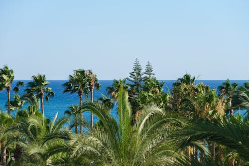 Photo of Palm Trees under Blue Sky
