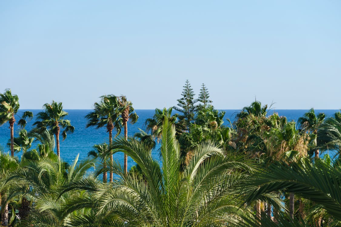 Photo of Palm Trees under Blue Sky