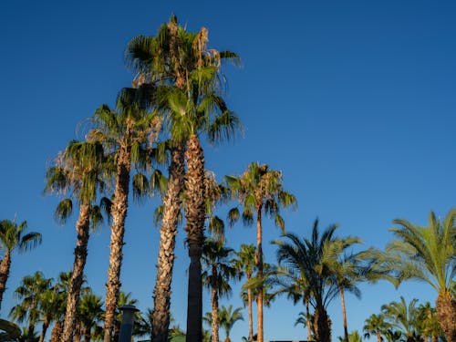 Low Angle Shot of Tall Palm Trees
