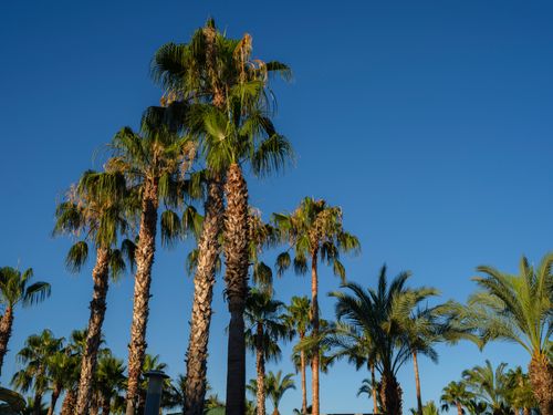 Free Palm trees reaching towards a vibrant blue sky, capturing the essence of a sunny day. Stock Photo