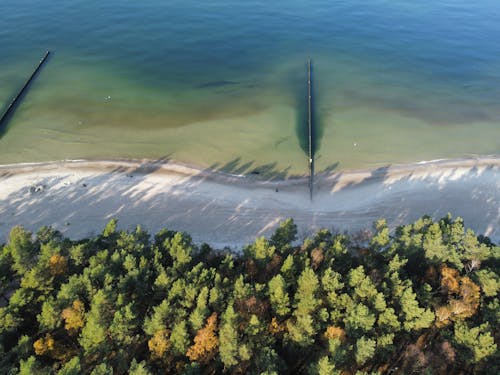 Ingyenes stockfotó Balti-tenger, fák, homok témában