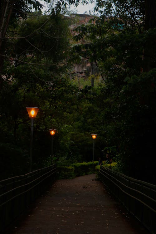 Pathway in the Park Between Trees